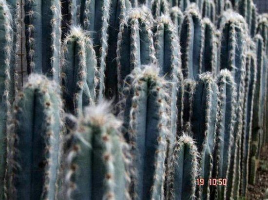 Pine View Nursery
